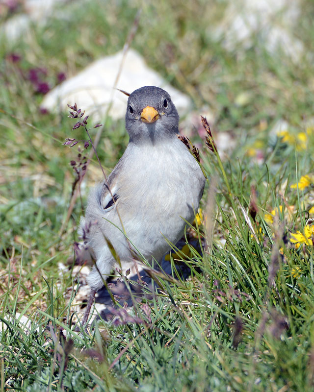 Giovane fringuello alpino, Montifringilla nivalis